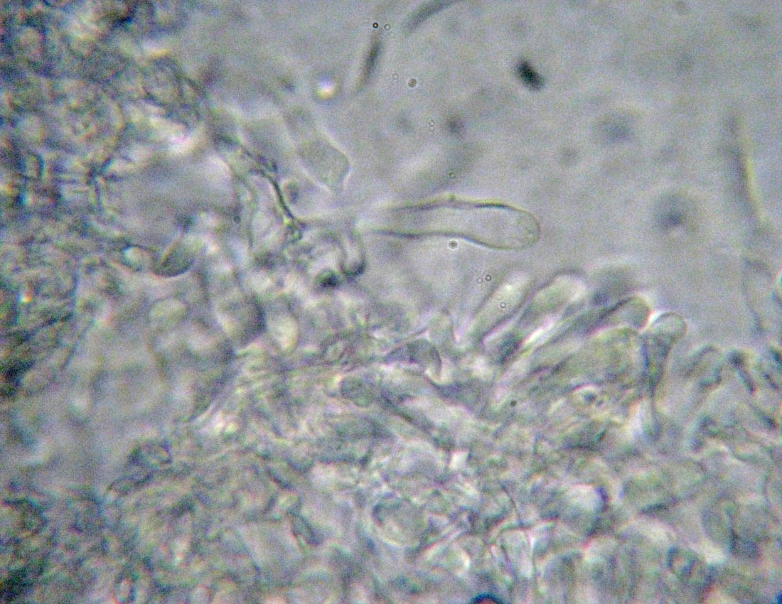 Steccherinum?